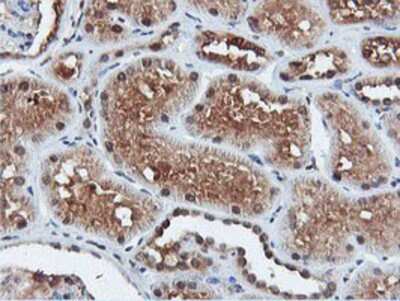 Immunohistochemistry-Paraffin: DUSP23 Antibody (OTI3C10) [NBP2-01507]