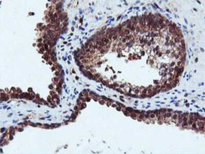Immunohistochemistry-Paraffin: DUSP23 Antibody (OTI3C10) [NBP2-01507]