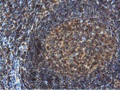 Immunohistochemistry-Paraffin: DUSP23 Antibody (OTI3C10) [NBP2-01507]