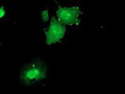 Immunocytochemistry/ Immunofluorescence: DUSP23 Antibody (OTI3C10) - Azide and BSA Free [NBP2-71976]