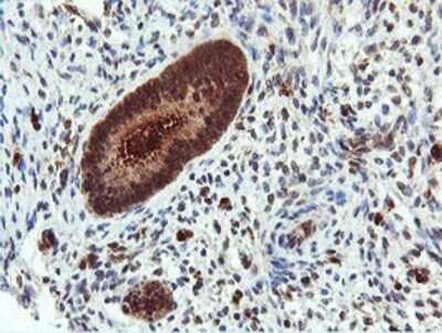 Immunohistochemistry: DUSP23 Antibody (OTI3C10) - Azide and BSA Free [NBP2-71976]