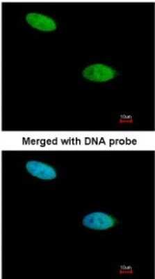 Immunocytochemistry/ Immunofluorescence: DUSP26 Antibody [NBP1-31254]