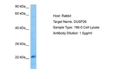 Western Blot: DUSP26 Antibody [NBP2-84833]