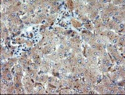 Immunohistochemistry-Paraffin: DUSP27/DUPD1 Antibody (OTI7E4) [NBP2-03339]