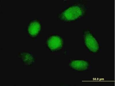 Immunocytochemistry/ Immunofluorescence: DUSP5 Antibody (2F3) [H00001847-M04]