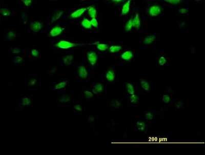 Immunocytochemistry/ Immunofluorescence: DUSP5 Antibody (4C8) [H00001847-M03]