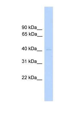 Western Blot: DUSP5 Antibody [NBP1-79717]
