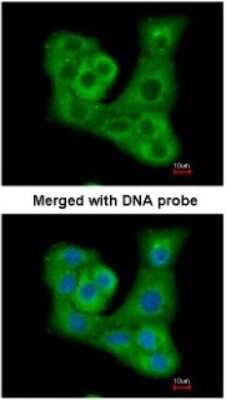 Immunocytochemistry/ Immunofluorescence: DUSP7 Antibody [NBP1-31232]