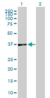 Western Blot: DUSP7 Antibody [H00001849-B01P]