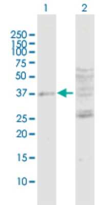 Western Blot: DUSP7 Antibody [H00001849-D01P]