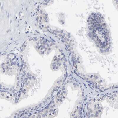 Immunohistochemistry-Paraffin: DUSP9 Antibody [NBP1-82641]