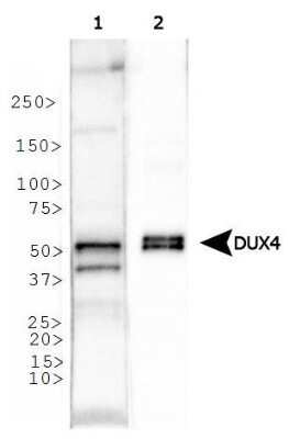Western Blot: DUX4 Antibody (P4H2)Azide and BSA Free [NBP2-80703]