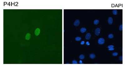 Immunocytochemistry/ Immunofluorescence: DUX4 Antibody (P4H2) - BSA Free [NBP1-49552]