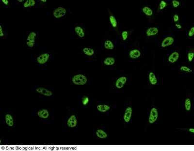 Immunocytochemistry/ Immunofluorescence: DYDC2 Antibody (101) [NBP2-90258]