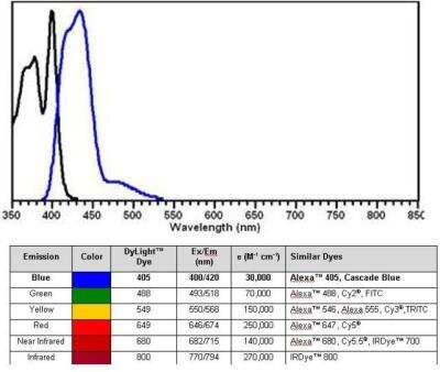 ELISA: DYKDDDDK Epitope Tag Antibody (29E4.G7) [NBP1-97410]