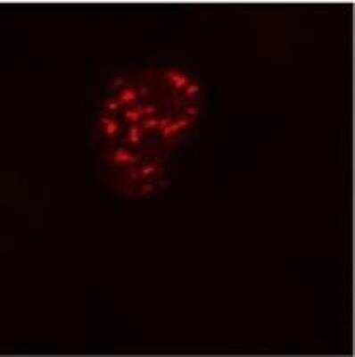 Immunocytochemistry/ Immunofluorescence: DYKDDDDK Epitope Tag Antibody (F-tag-01) - BSA Free [NB500-554]