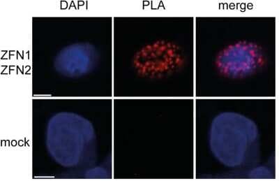 Immunocytochemistry/ Immunofluorescence: DYKDDDDK Epitope Tag Antibody - BSA Free [NB600-344]
