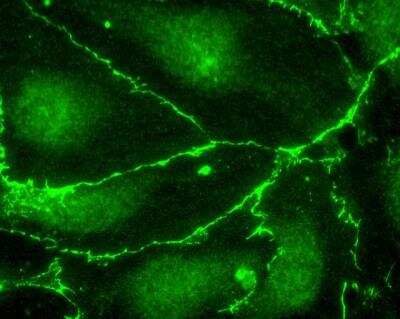 Immunocytochemistry/ Immunofluorescence: DYKDDDDK Epitope Tag Antibody - BSA Free [NB600-345]