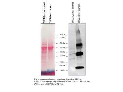 Western Blot: DYKDDDDK Epitope Tag Antibody (L5) [NBP1-06712]