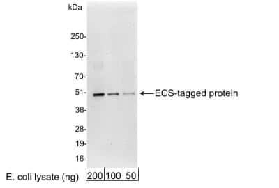 Western Blot: DYKDDDDK Epitope Tag AntibodyBSA Free [NB600-344]