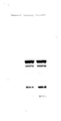 Western Blot: DYKDDDDK Epitope Tag AntibodyBSA Free [NB600-345]