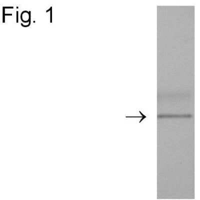 Western Blot: DYKDDDDK Epitope Tag Antibody [NBP2-37833]