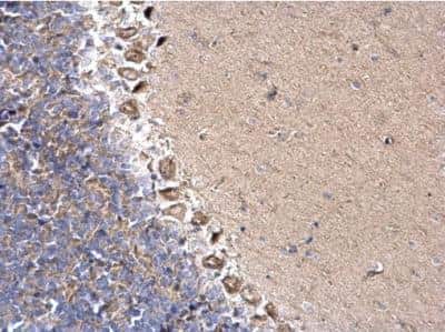 Immunohistochemistry-Paraffin: DYNC1I2 Antibody [NBP1-31703]