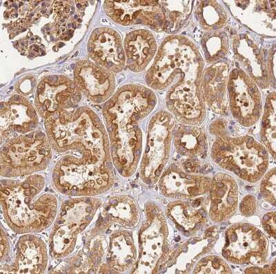 Immunohistochemistry-Paraffin: DYNC1I2 Antibody [NBP2-38469]