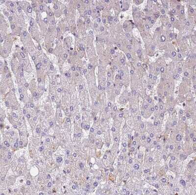Immunohistochemistry-Paraffin: DYNC1I2 Antibody [NBP2-38469]