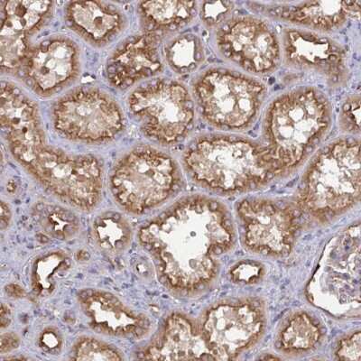 Immunohistochemistry-Paraffin: DYNC1I2 Antibody [NBP2-38714]