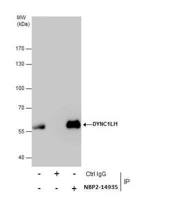 Immunoprecipitation: DYNC1LI1 Antibody [NBP2-14935]