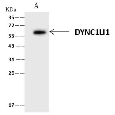 Immunoprecipitation: DYNC1LI1 Antibody [NBP2-97545]