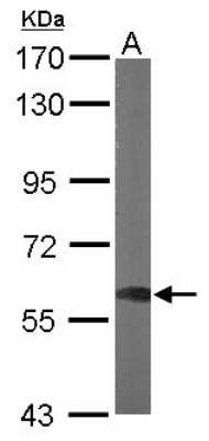 Western Blot: DYNC1LI1 Antibody [NBP2-14935]