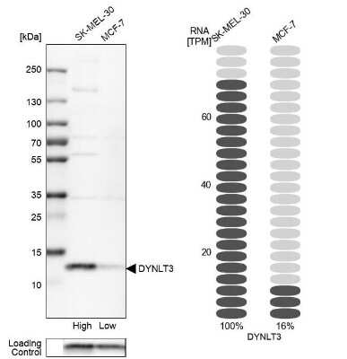 Western Blot: DYNLT3 Antibody [NBP1-80698]