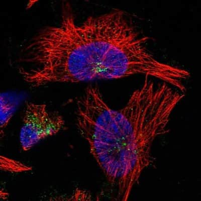 Immunocytochemistry/ Immunofluorescence: DYRK4 Antibody [NBP1-89511]