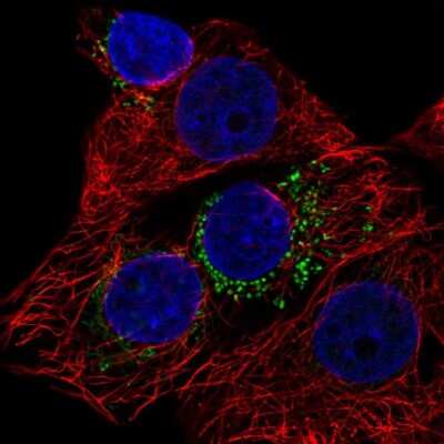 Immunocytochemistry/ Immunofluorescence: DYRK4 Antibody [NBP2-38781]
