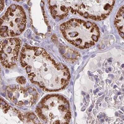 Immunohistochemistry-Paraffin: DYRK4 Antibody [NBP2-38781]