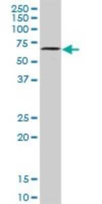 Western Blot: DYRK4 Antibody [H00008798-D01P]