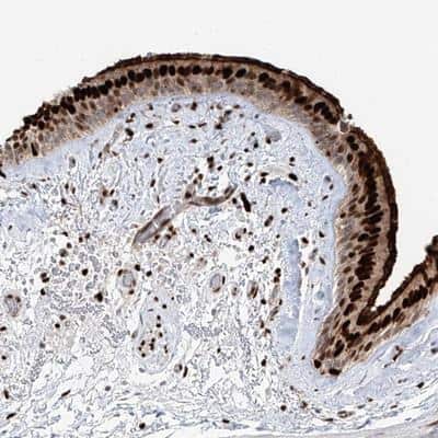 Immunohistochemistry-Paraffin: DZIP1L Antibody [NBP1-84030]