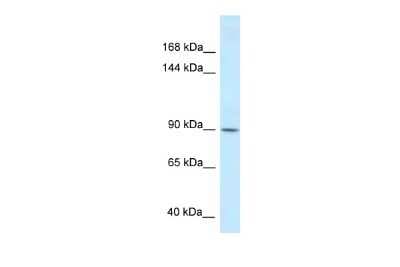 Western Blot: Dact1 Antibody [NBP2-84758]