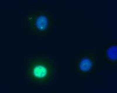 Immunocytochemistry/ Immunofluorescence: Daxx Antibody (DAXX-01) - BSA Free [NB500-491]