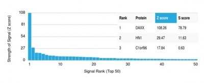 Protein Array: Daxx Antibody (PCRP-DAXX-5G11) [NBP3-13861]