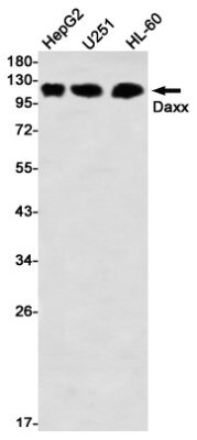 Western Blot: Daxx Antibody (S07-7F4) [NBP3-19855]