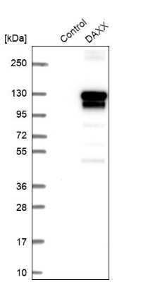 Western Blot: Daxx Antibody [NBP1-85309]