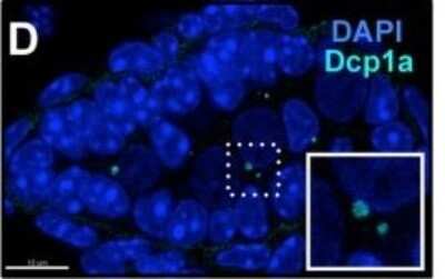 Immunocytochemistry/ Immunofluorescence: Dcp1a Antibody (3G4) [H00055802-M06]