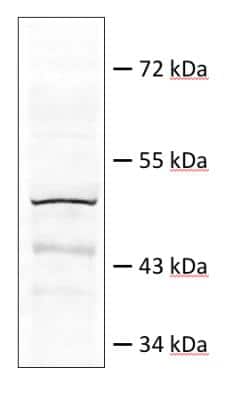Western Blot: Death Ligand Signal Enhancer Antibody [NBP2-84765]