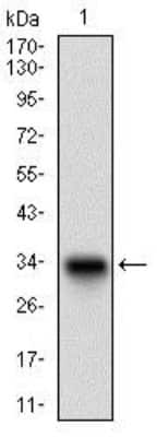 Western Blot: Decorin Antibody (5E8E7)BSA Free [NBP2-37333]
