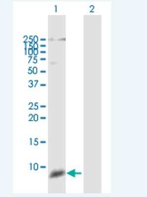 Western Blot: Defensin beta 111 Antibody [H00245914-B01P-50ug]
