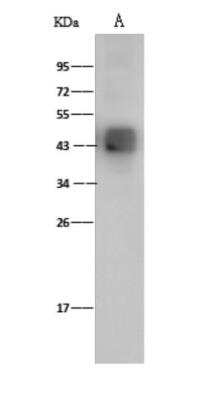 Western Blot: Dengue Virus 2 Envelope Antibody [NBP3-06004]