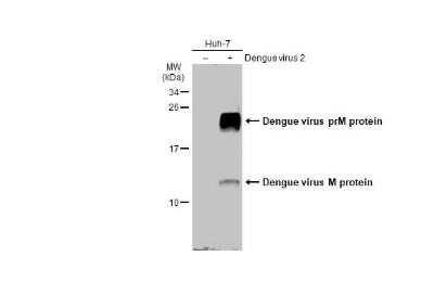 Western Blot: Dengue Virus 2 premembrane (prM) Envelope Antibody [NBP3-13417]